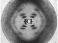 Rosalind Franklin and the Structure of&nbsp;DNA