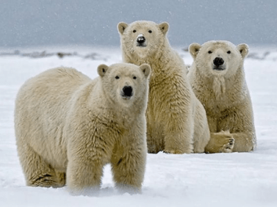 The Willow Project: What it is, and why you should&nbsp;care